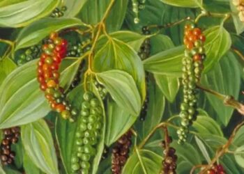 काली मिर्च से करें कमाई, घर बैठे होगा लाखों का मुनाफा, जानें क्या है तरीका