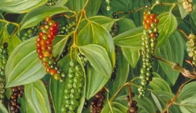 काली मिर्च से करें कमाई, घर बैठे होगा लाखों का मुनाफा, जानें क्या है तरीका