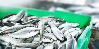 अमेरिकी टैरिफ के कारण समुद्री उत्पादों और चावल के निर्यातक चिंतित