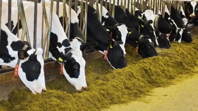 आपदा राहत के लिए हरियाणा सरकार का बड़ा फैसला, पशुधन और चारे की भी होगी खास देखभाल