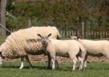 “बकरीद पर धमाल: कुर्बानी के लिए 100 किलो वजनी भेड़ों की धूम, कीमत 3 लाख तक!”