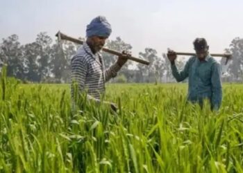 न्यूनतम समर्थन मूल्य (MSP) में लगातार बढ़ोतरी, 2025-26 में कई फसलों के लिए रिकॉर्ड भाव