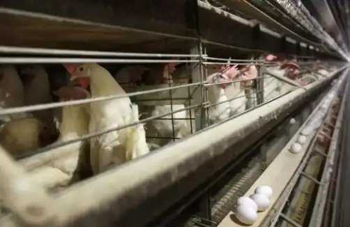 भारतीय मीट एक्सपोर्ट पांचवें नंबर पर, तेज हो गईं ऑर्गेनिक मीट की चर्चाएं!