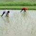 खरीफ में धान की बुआई पिछले वर्ष के स्तर पर 2.2% बढ़ी