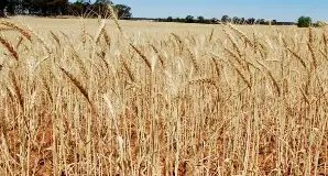 राज्य सरकार खरीद रही गोबर की खास, पशुपालकों के खातों में सीधा पहुंचेगा पैसा, जानें डिटेल!