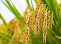 सरकार ने पंजाब से 121 लाख टन धान खरीदा, लक्ष्य का 65% पूरा