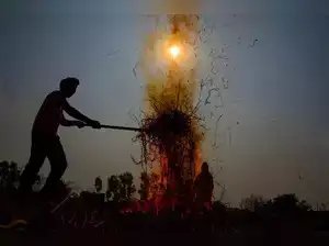 दिल्ली एनसीआर में प्रदूषण पर बहस में धान की एक किस्म चर्चा में आई