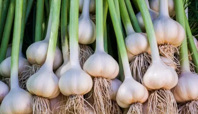 जनता बढ़ते दामों से परेशान, 220 के पार पहुंचा लहसुन