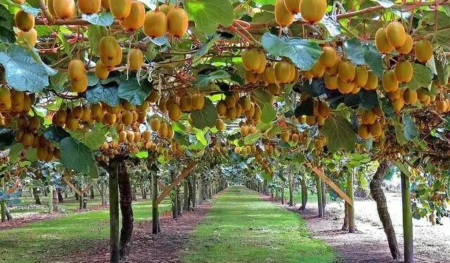 किसान ने ऐसे शुरु कीवी की खेती, साल होगी 15 लाख की कमाई