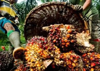 देश को आत्मनिर्भर बनाने की दिशा में बड़ा कदम, नेशनल ऑयल पाम मिशन से किसानों की आमदनी होगी दोगुनी!