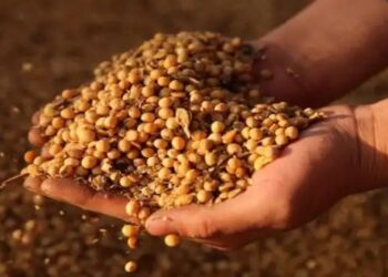 भारत ने अमेरिका से गैर-जीएम सोयाबीन और मक्का आयात करने पर सहमति जताई