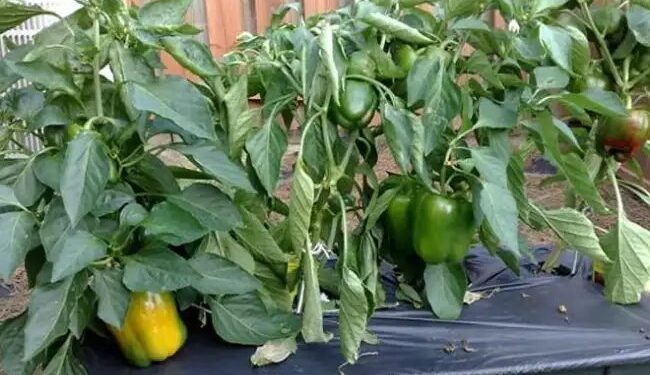 घर में लगाएं हरी-भरी शिमला मिर्च, ऐसे घर में उगा सकते हैं सब्जी