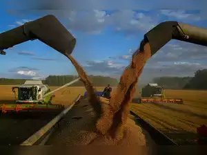 शीत लहर से भारत की गेहूं की फसल को मदद मिली