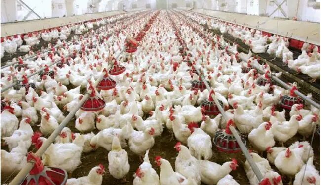 पोल्ट्री सेक्टर को हाईटेक बनने के लिए चाहिए सरकारी मदद-PFI