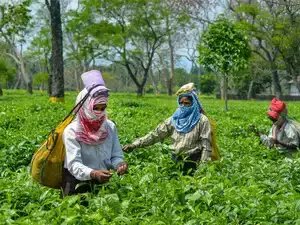 बजट 2024: असम चाय उद्योग निर्यात प्रोत्साहन नीति चाहता है