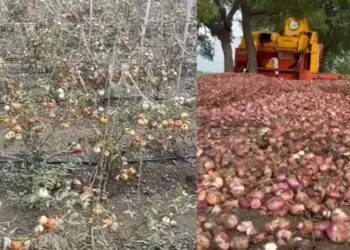 महाराष्ट्र के कई हिस्सों में भारी बारिश, फसलों को पहुंचा नुकसान, उठी मुआवजे की मांग