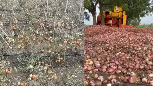 महाराष्ट्र के कई हिस्सों में भारी बारिश, फसलों को पहुंचा नुकसान, उठी मुआवजे की मांग