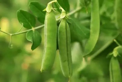 बिहार सरकार किसानों को हरी मटर के बीजों पर दे रह सब्सिडी, जानें क्या है खास?