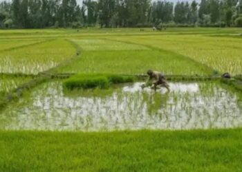 जून माह 2025 तक खरीफ फसलों की बुवाई में हुआ 26.71 लाख हेक्टेयर की बढ़ोतरी: कृषि मंत्रालय