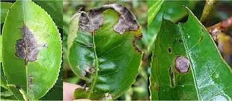 भारत में चाय ग्रे ब्लाइट रोग उत्पन्न करने वाले नए रोगाणु की पहचान तथा इसके प्रबंधन की रणनीति बनी