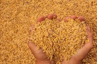 धान बिक्री के लिए 16 दिन बाकी, 4 लाख से ज्यादा किसानों को MSP का दाम मिला