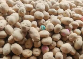 आगरा में बनेगा आलू अनुसंधान का नया केंद्र, दक्षिण एशिया के लिए स्थापित होगा क्षेत्रीय संस्थान