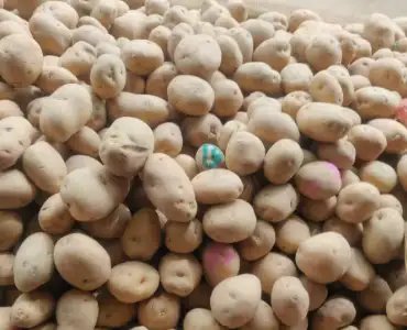 आगरा में बनेगा आलू अनुसंधान का नया केंद्र, दक्षिण एशिया के लिए स्थापित होगा क्षेत्रीय संस्थान