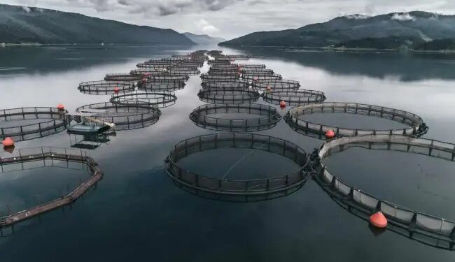 इस राज्य की सरकार मछली पालन के लिए दे रही 60% सब्सिडी, जानें कैसे करें आवेदन