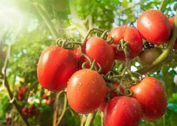 टमाटर को लेकर चौंकाने वाली स्टडी! हजारों करोड़ों रुपये के टमाटर बर्बाद!