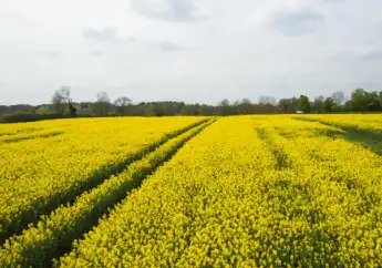 बिहार में रबी फसलों की बुवाई खेती पर, गेहूं, चना और सरसों की होगी खेती!