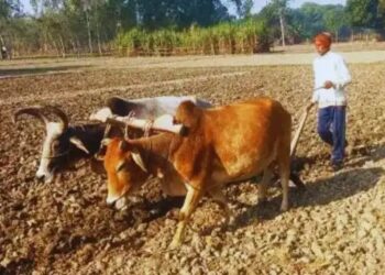 राजस्थान सरकार बैलों से खेती करने पर किसानों को देगी सालाना 30,000 रुपये, जानिए क्या है प्रक्रिया