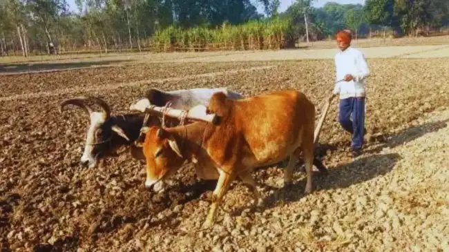 राजस्थान सरकार बैलों से खेती करने पर किसानों को देगी सालाना 30,000 रुपये, जानिए क्या है प्रक्रिया