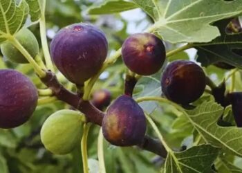 बिहार के किसानों के लिए खुशखबरी! अंजीर की खेती पर मिलेगी 50% सब्सिडी, जानिए आवेदन प्रक्रिया और लाभ