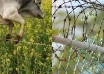 बेसहारा जानवरों से फसलों की सुरक्षा: यूपी सरकार दे रही फेंसिंग पर 50% अनुदान, किसान जल्द उठाएं लाभ