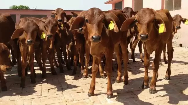 पशुओं के पेट में कीड़ों का ऐसे करें बचाव, पशुपालक इन बातों का रखें खास ख्याल
