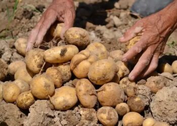 बिसौली ग्रीन ऑर्गेनिक एफपीओ की ऐतिहासिक पहल, छोटे किसानों को मिला वैश्विक बाजार से जुड़ने का मौका