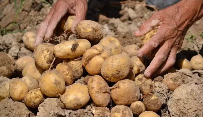 बिसौली ग्रीन ऑर्गेनिक एफपीओ की ऐतिहासिक पहल, छोटे किसानों को मिला वैश्विक बाजार से जुड़ने का मौका