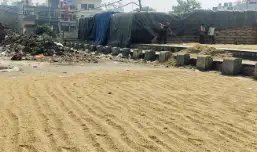 पंजाब किसान MSP से कम रेट में धान बेचने को मजबूर, हजारों करोड़ों का हुआ नुकसान