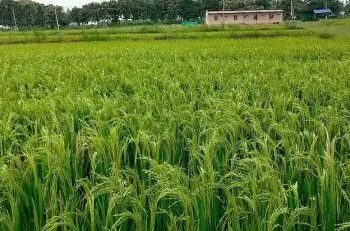 धान की फसल कम दामों पर बेचने को मजबूर हुए किसान,14 नवंबर से शुरु होगी MSP पर खरीद