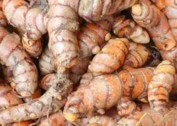 बेमौसम बारिश से खराब की हल्दी की सैकड़ों फसल बर्बाद, लाखों का नुकसान