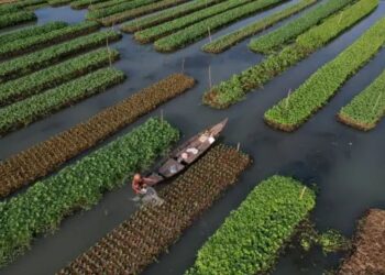 देशभर में जोर पकड़ रहा है राष्ट्रीय प्राकृतिक कृषि मिशन, 10 लाख से अधिक किसान हो चुके हैं शामिल