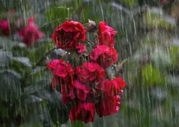 इन राज्यों में बारिश की संभावना, ओडिशा में हीटवेव अलर्ट!