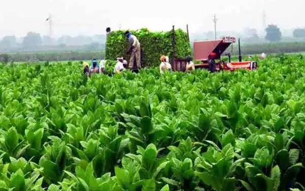 तंबाकू किसानों की आय में बढ़ोतरी, निर्यात में भी हुआ जबरदस्त इजाफा: वाणिज्य मंत्रालय