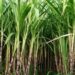 Agri News: ऐसे दूर करें गन्ने में लगा पीलापन और सूखने की समस्या, इन उपायों से होगा बच