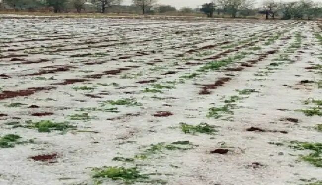 फसलों पर भारी पड़ रही बारिश- ओलावृष्टि, इन राज्यों के लिए मौसम विभाग ने जारी किया अलर्ट!