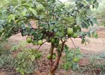 अमरूद के पेड़ हो रहे हैं तबाह! अगस्त से अक्टूबर सबसे खतरनाक समय; जानिए कैसे बचाएं अपनी फसल