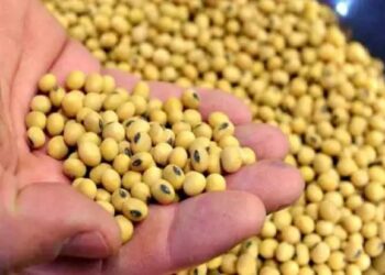 सोयाबीन खरीद में देरी और गड़बड़ी का मुद्दा गरमाया, विपक्ष ने सदन से किया बहिर्गमन