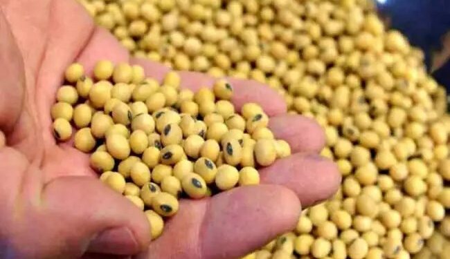 सोयाबीन खरीद में देरी और गड़बड़ी का मुद्दा गरमाया, विपक्ष ने सदन से किया बहिर्गमन