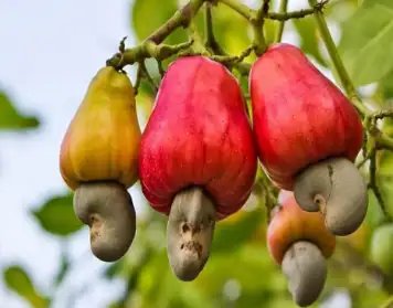 महाराष्ट्र में बढ़ेगा काजू का रकबा, देश-विदेश में होगा निर्यात!