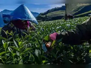 चाय व्यापार निकाय न्यूनतम टिकाऊ मूल्य और चाय की 100% नीलामी के लिए दबाव डाल रहे